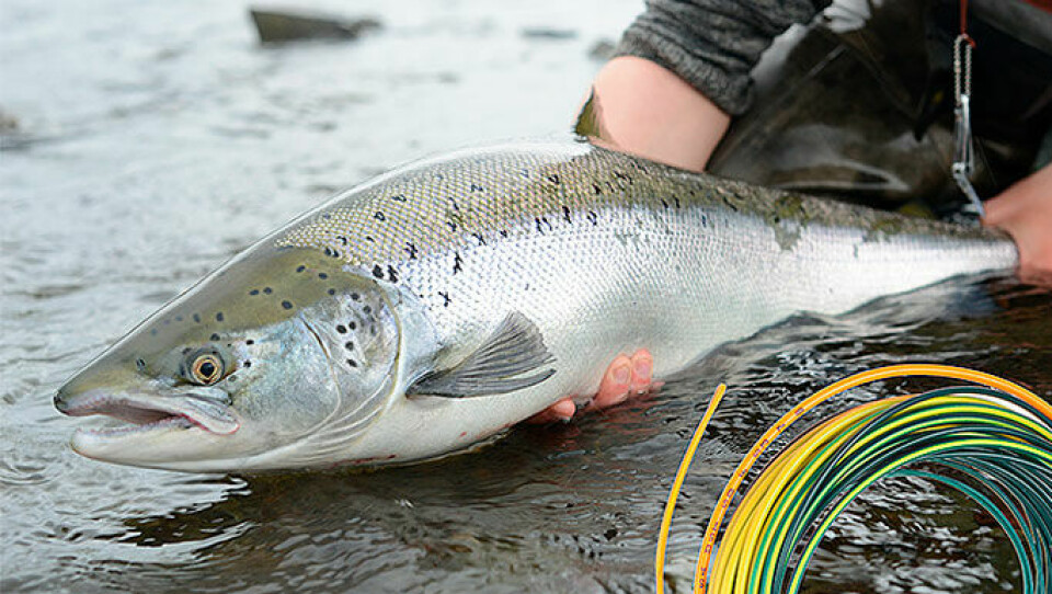 Atlantic Salmon: Choosing the right fly line - Allt om flugfiske