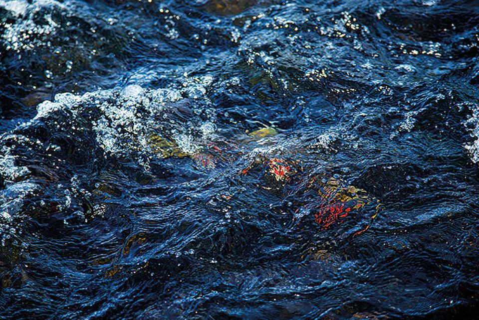 Att se en röding skymta i snabbt, klart vatten kan kännas en smula overkligt.